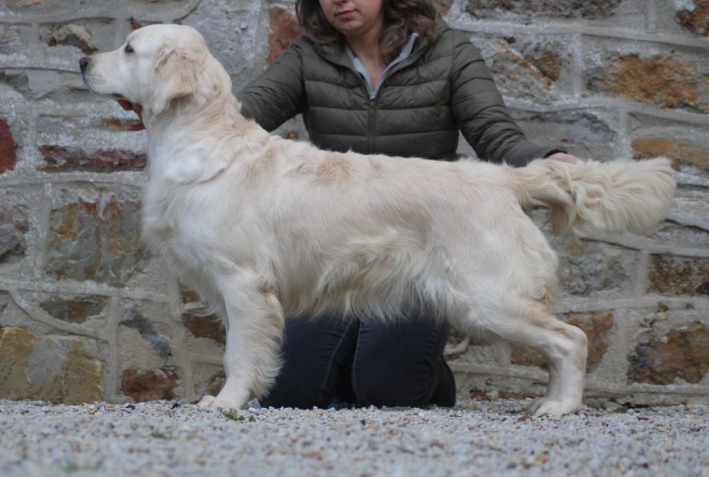 Publication : Gold Heaven