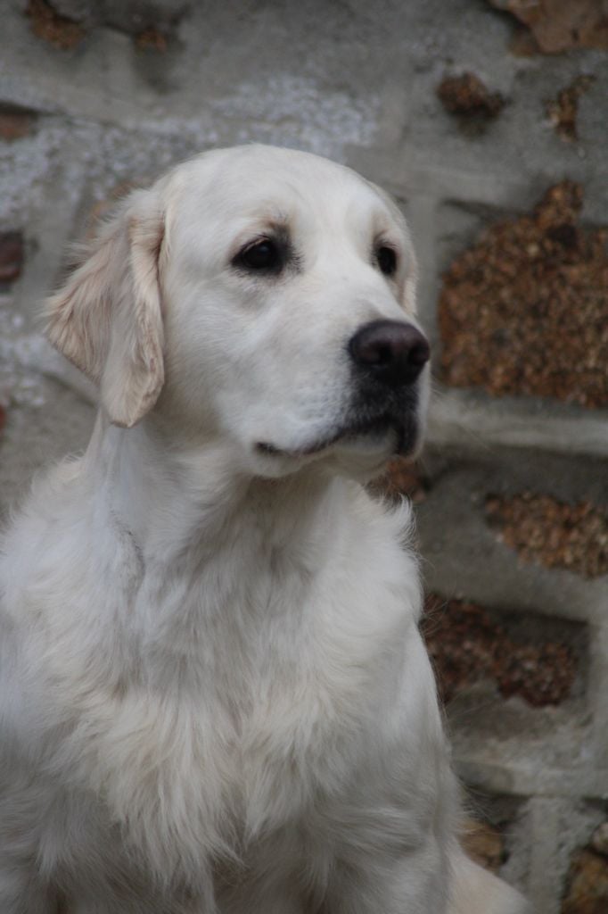 Publication : Gold Heaven