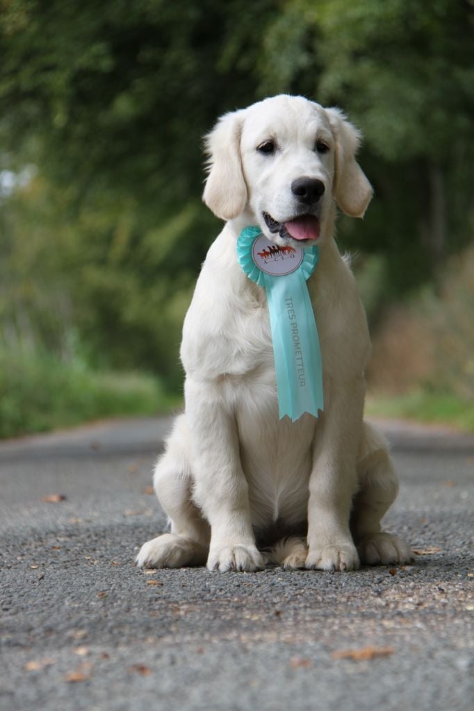 Publication : Gold Heaven