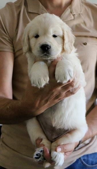 Publication : Gold Heaven