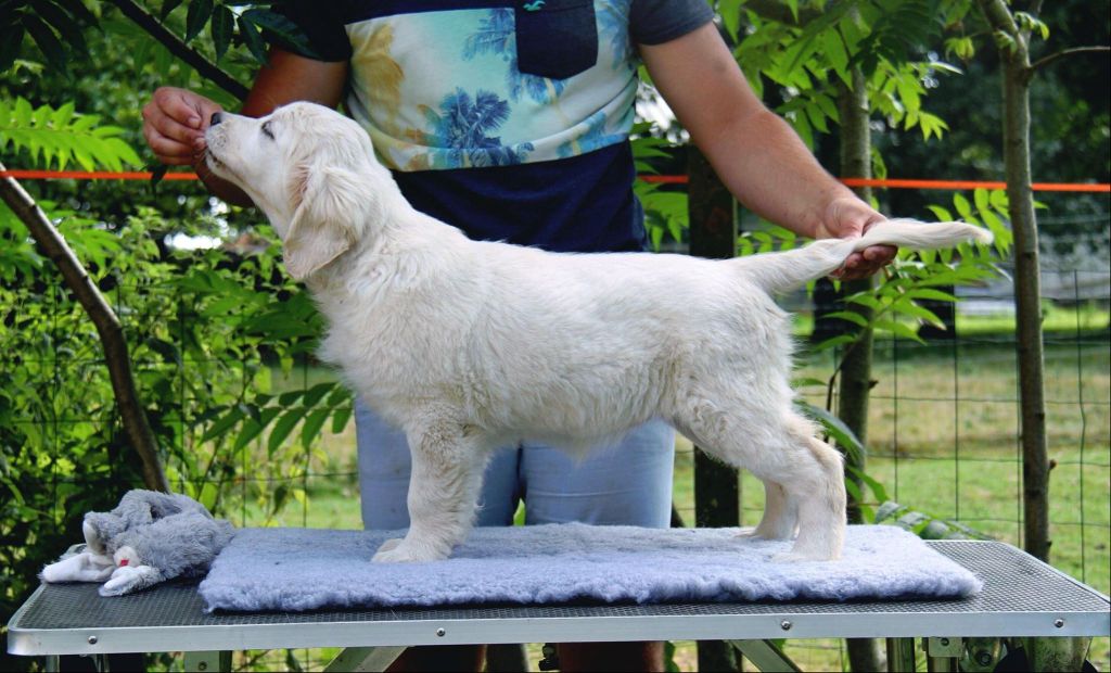 Publication : Gold Heaven