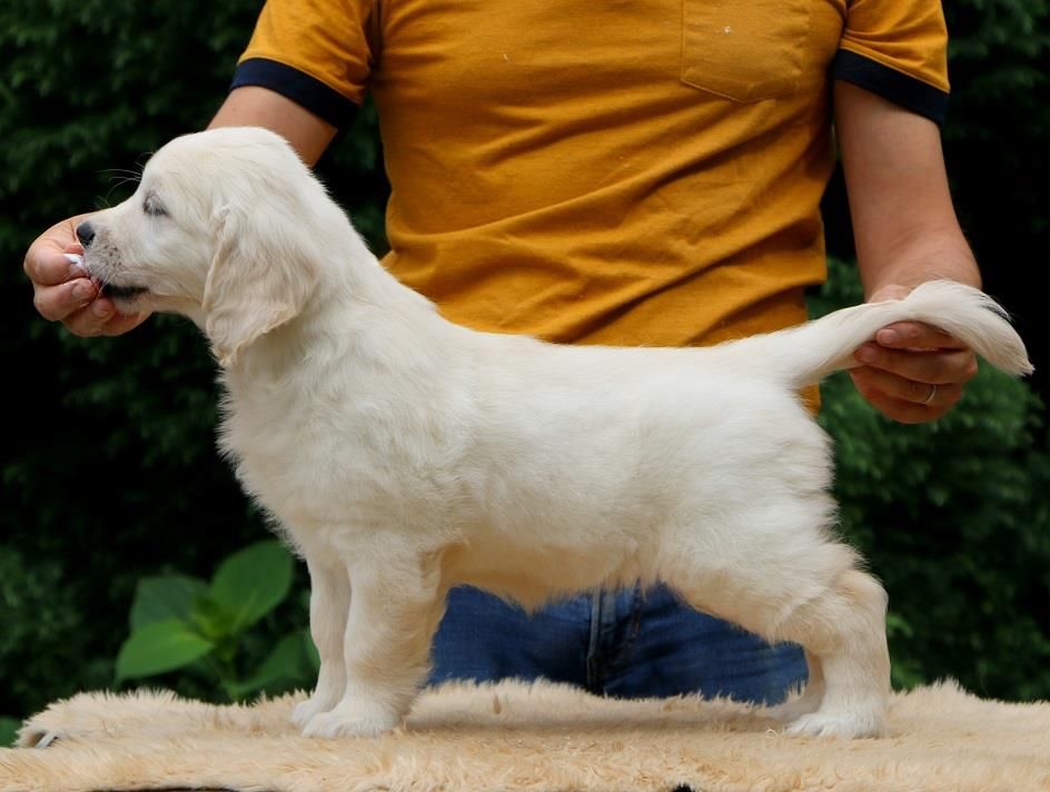 Publication : Gold Heaven