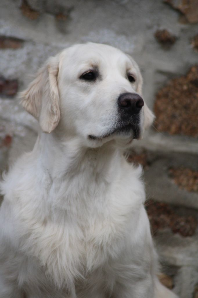 Publication : Gold Heaven