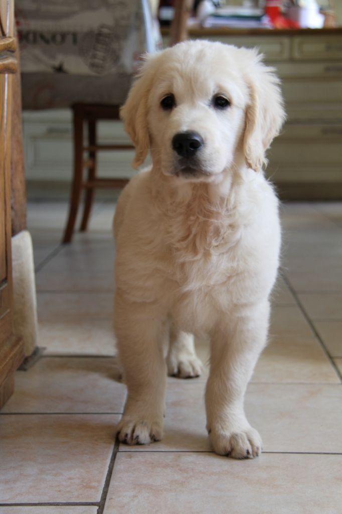 Publication : Gold Heaven