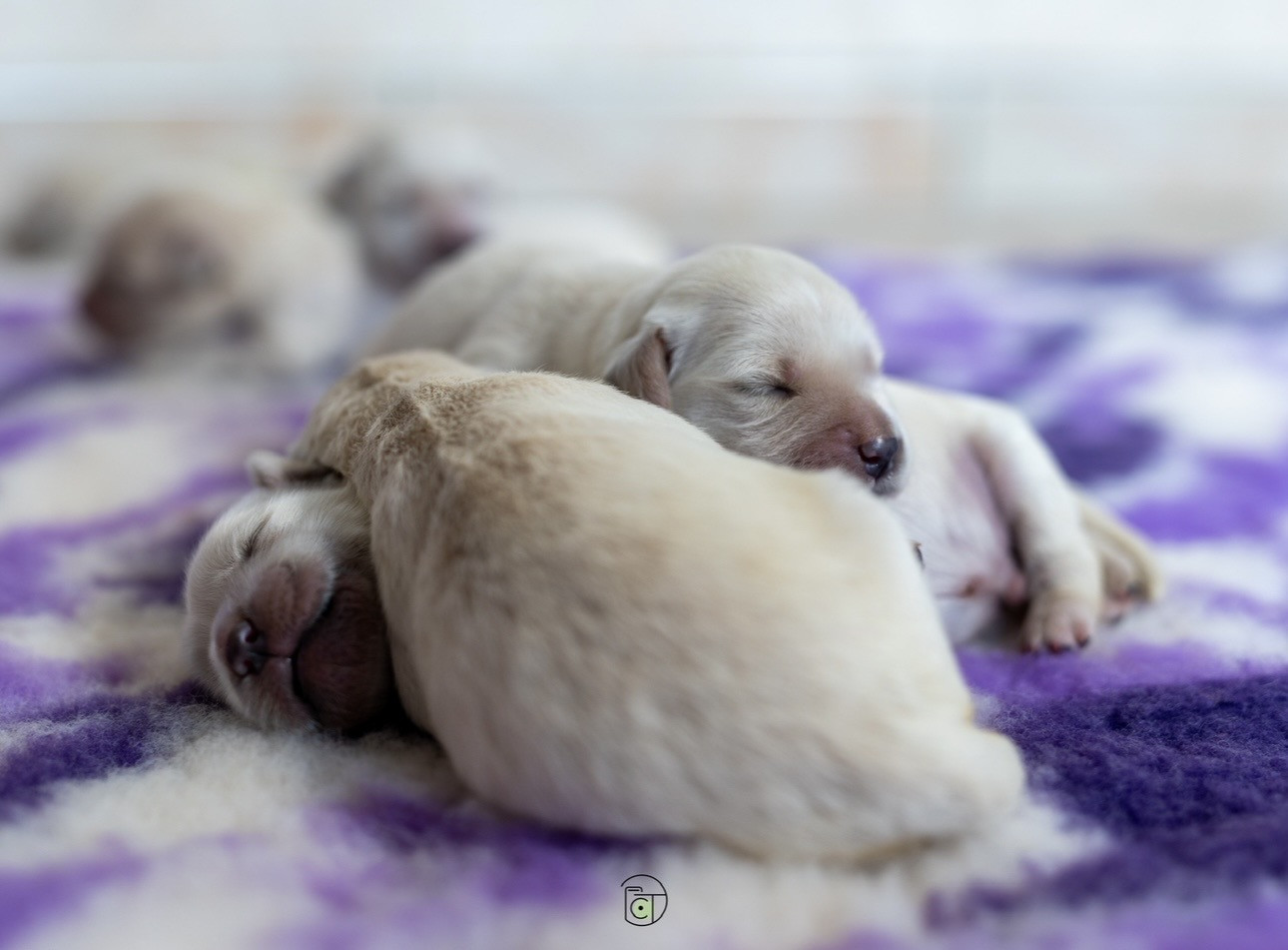 Goldheaven - Golden Retriever