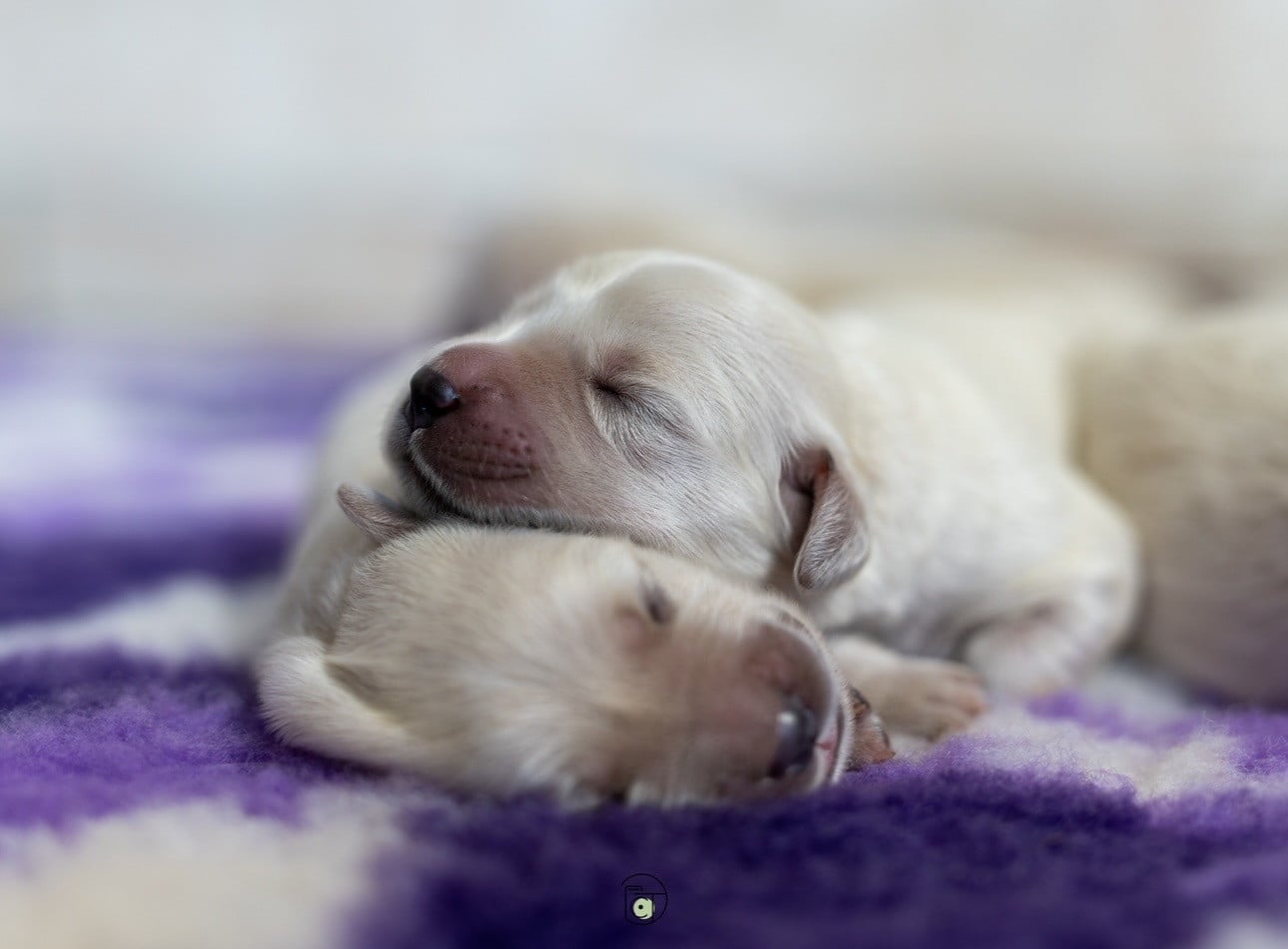 Goldheaven - Golden Retriever
