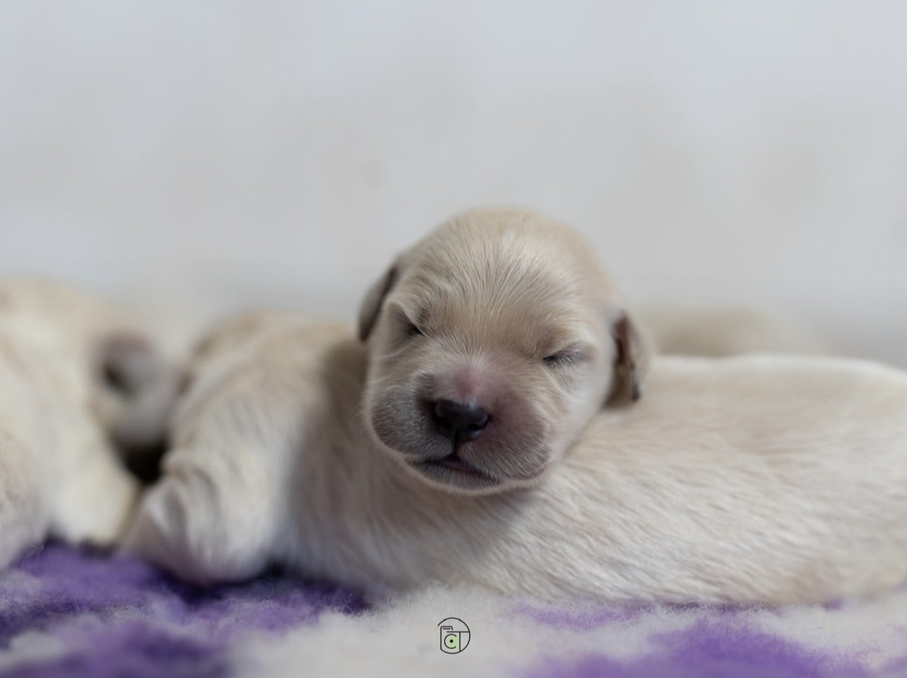 Goldheaven - Golden Retriever