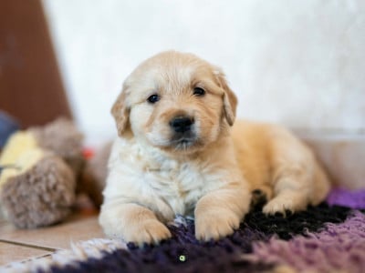 Les chiots de Golden Retriever