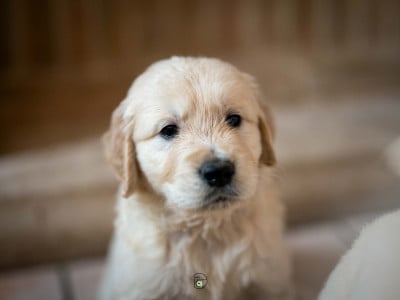 Les chiots de Golden Retriever