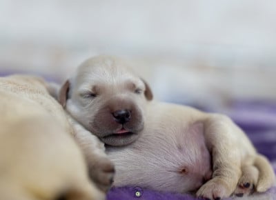 Les chiots de Golden Retriever