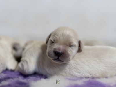 Les chiots de Golden Retriever