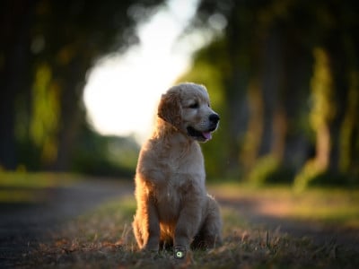 Les chiots de Golden Retriever