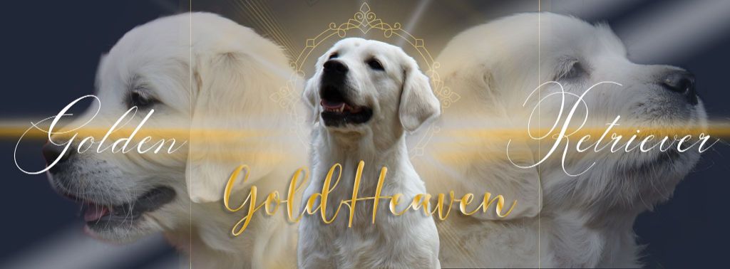 Accueil Elevage Gold Heaven Eleveur De Chiens Golden