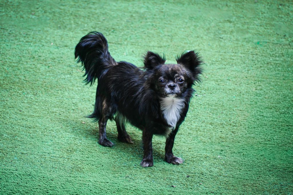 Uyanah Des Minis Bombes