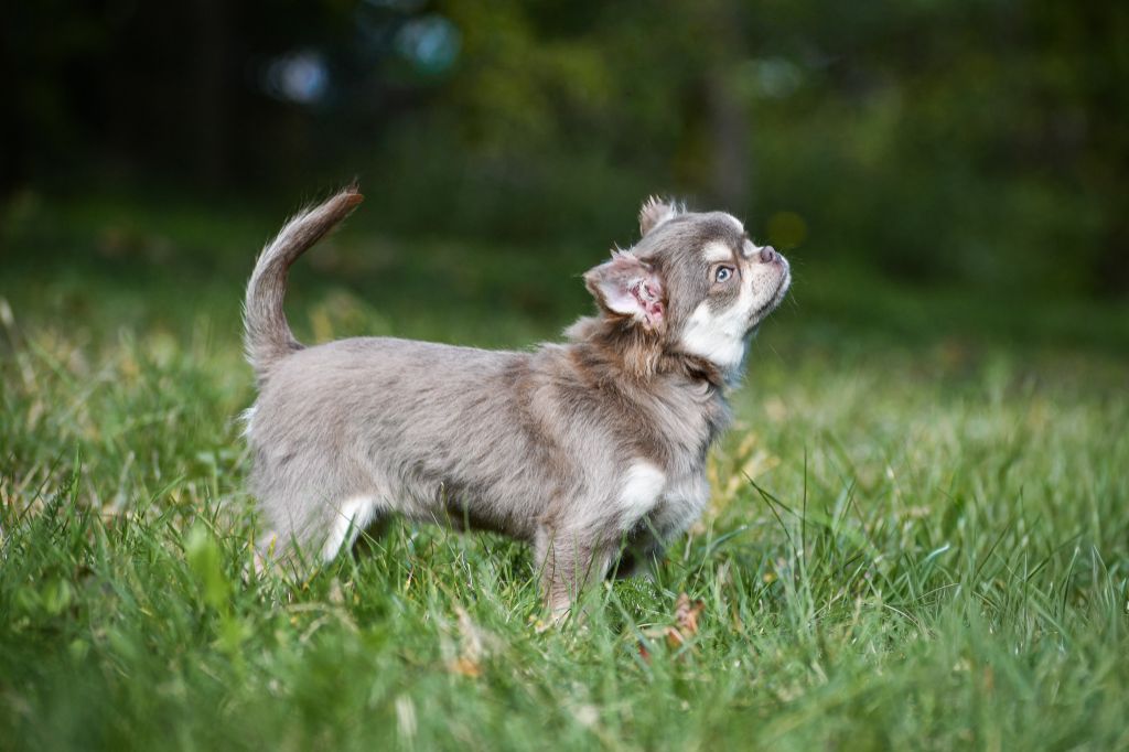 Arizonah montezuma des Emeraudes de Nahusha