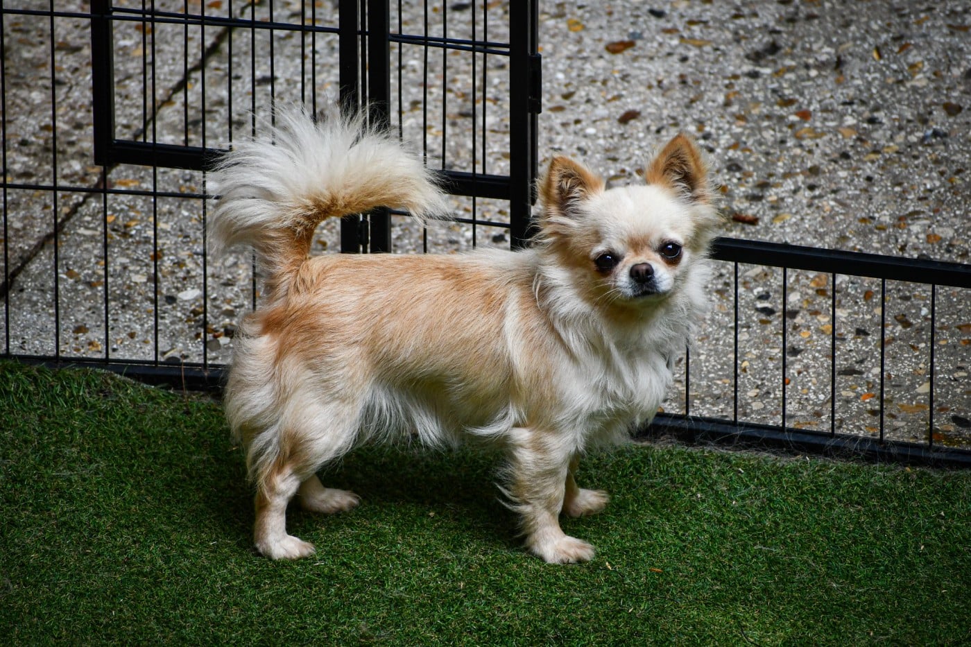 Save The Last Dance Des Etoiles D'Artemis