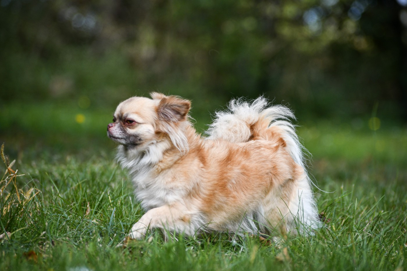 Publication : des Emeraudes de Nahusha