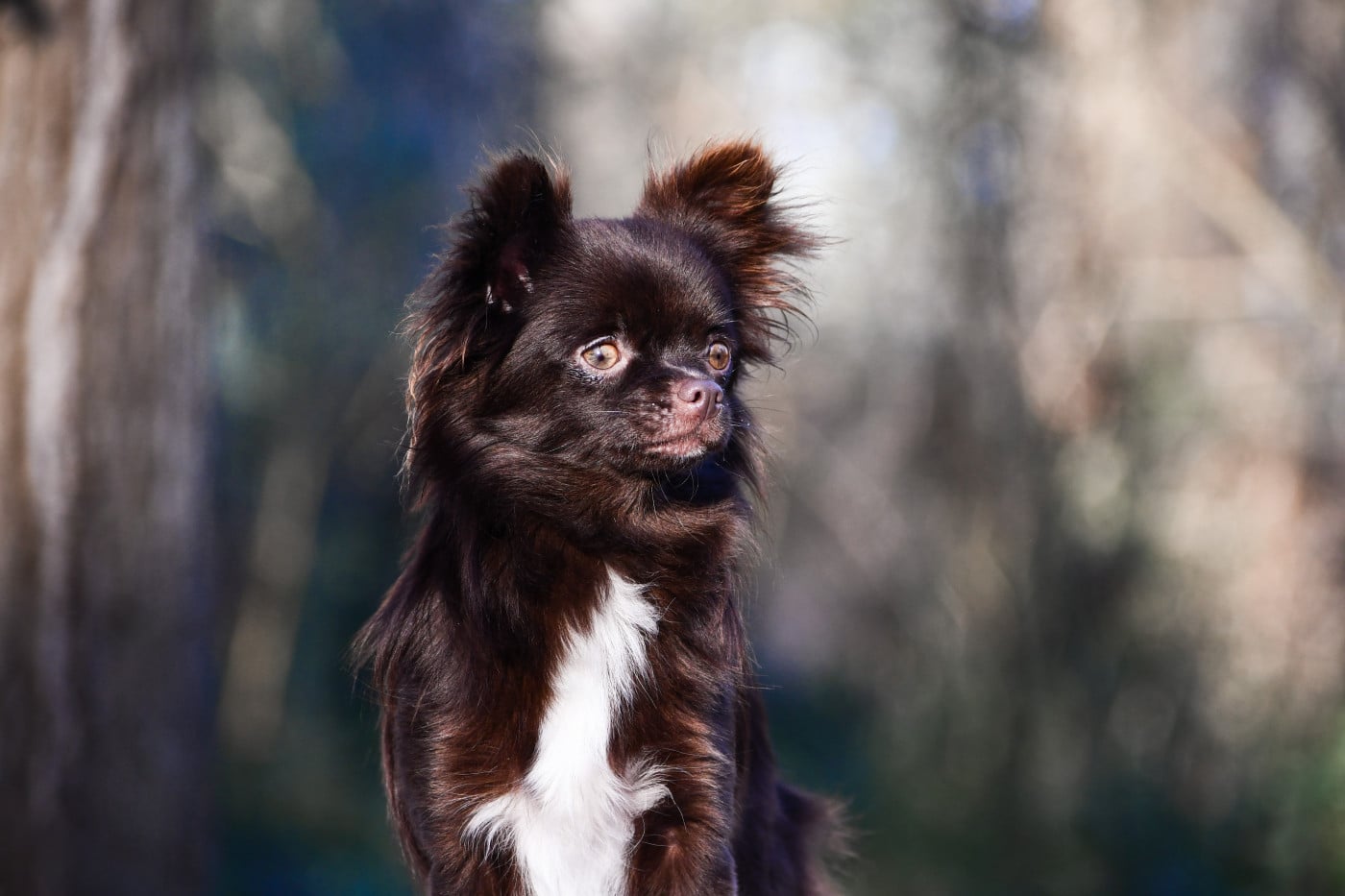 Publication : des Emeraudes de Nahusha