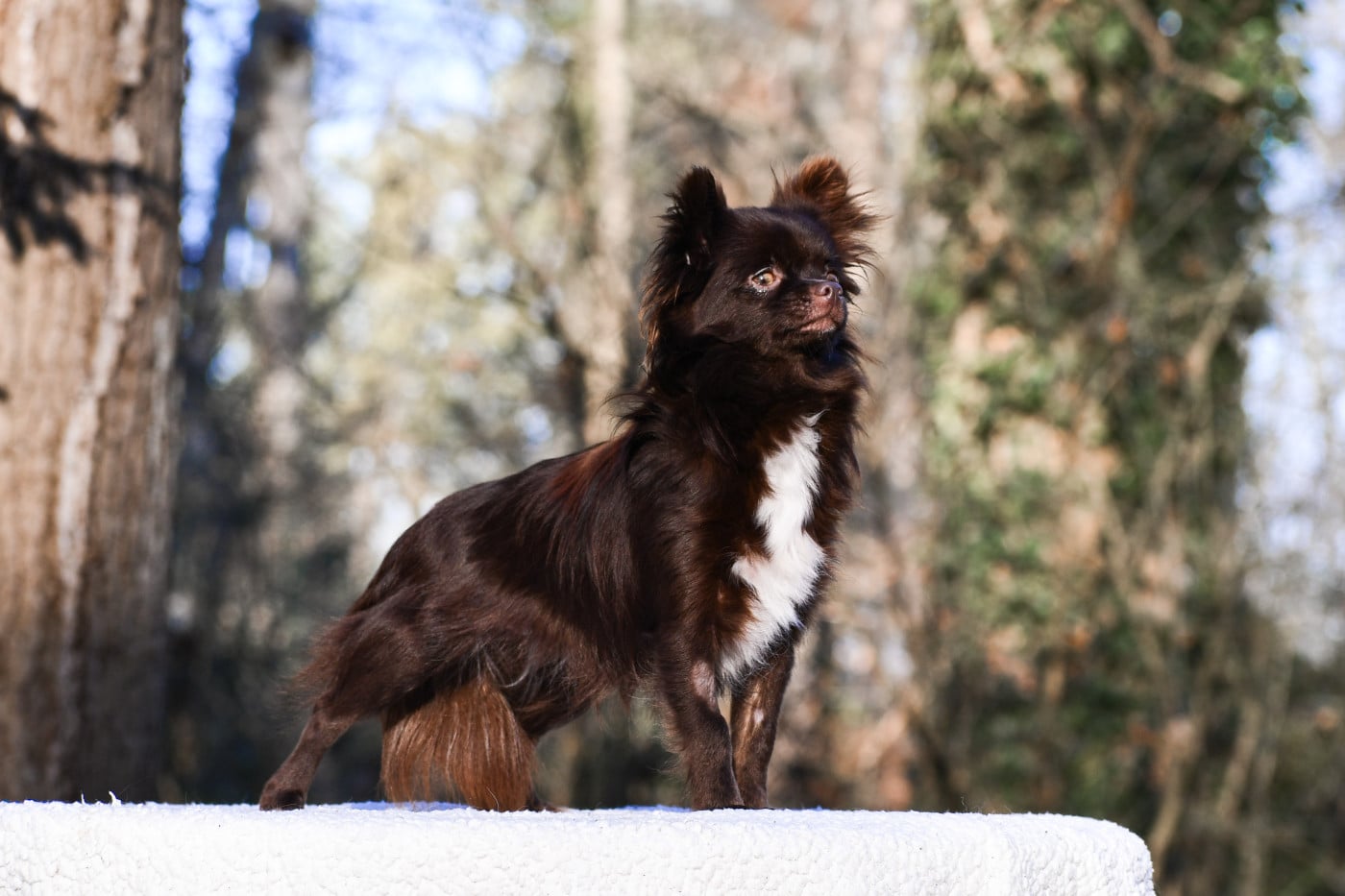 Publication : des Emeraudes de Nahusha