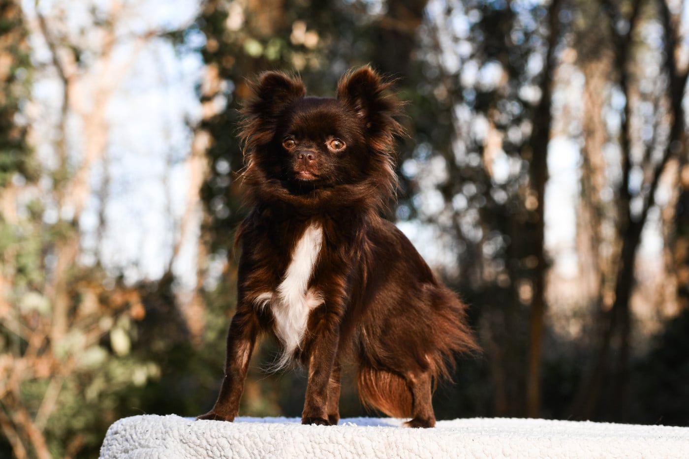 Publication : des Emeraudes de Nahusha