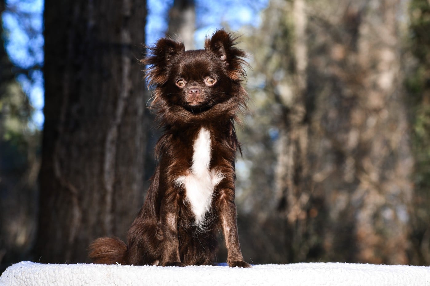 Publication : des Emeraudes de Nahusha