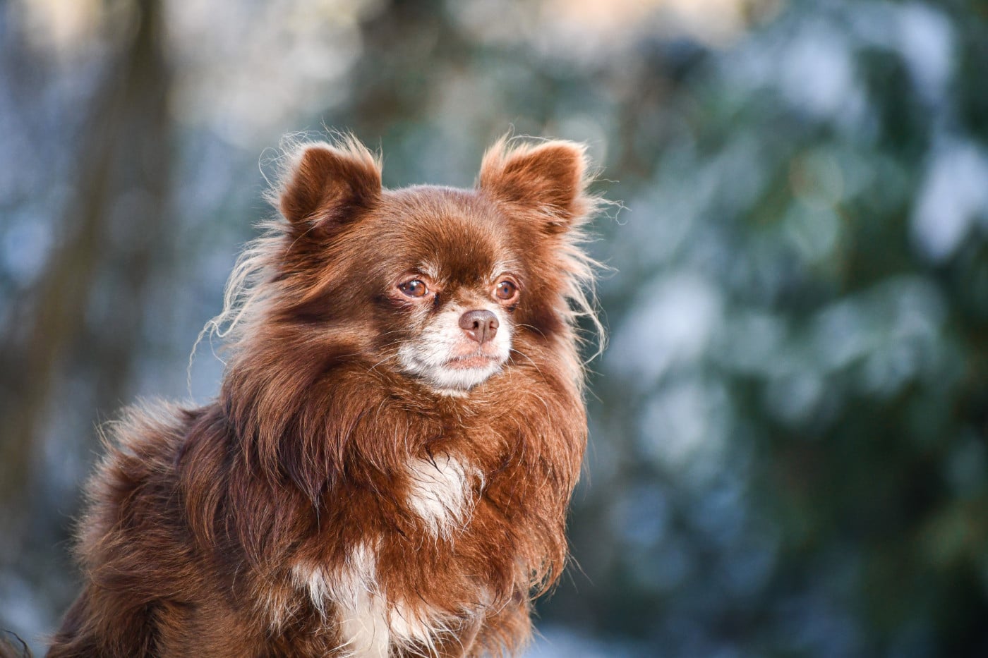 Publication : des Emeraudes de Nahusha