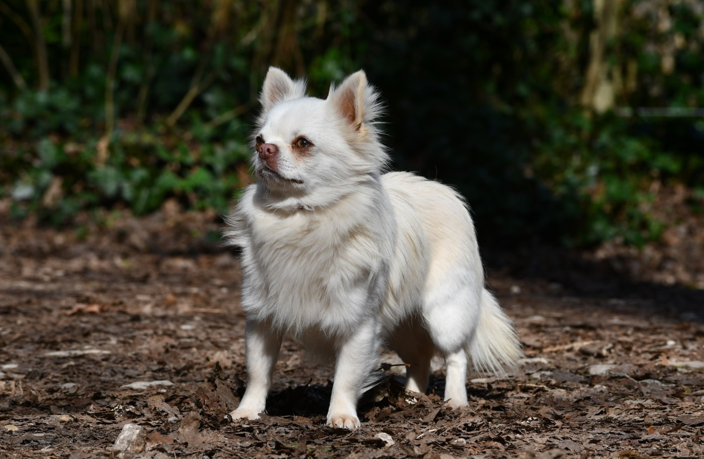 Publication : des Emeraudes de Nahusha