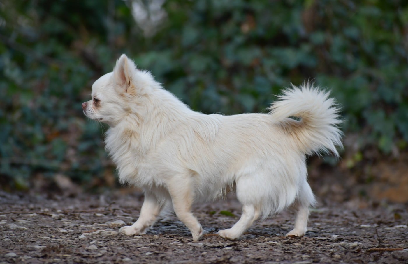 Publication : des Emeraudes de Nahusha