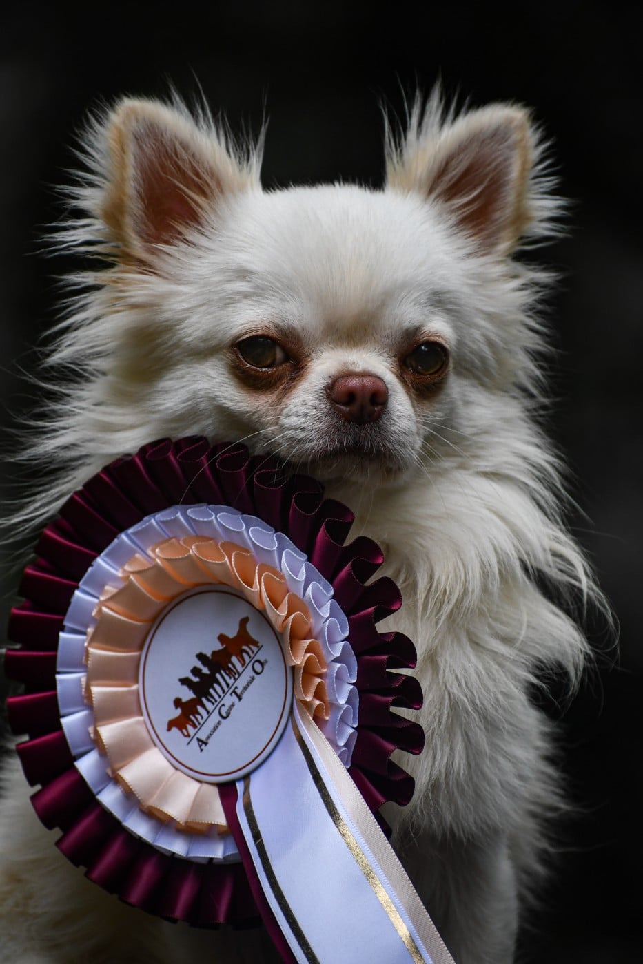 Publication : des Emeraudes de Nahusha