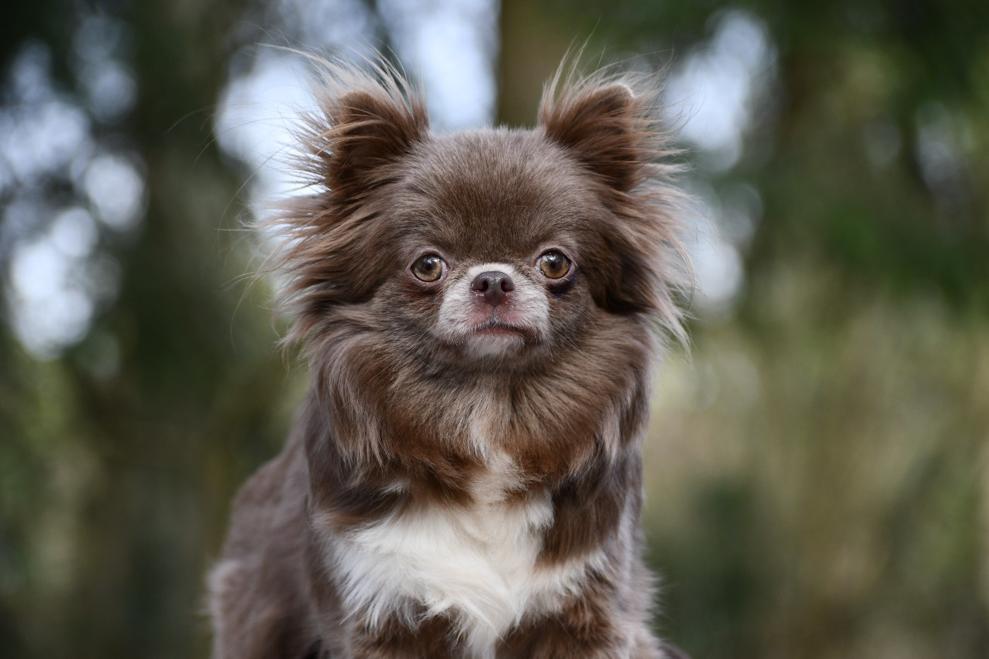 Publication : des Emeraudes de Nahusha