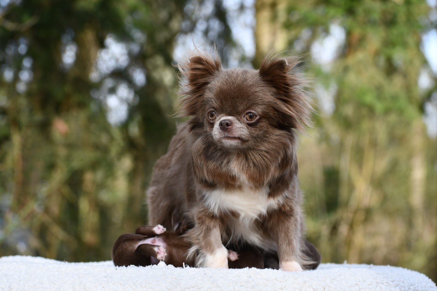 Publication : des Emeraudes de Nahusha