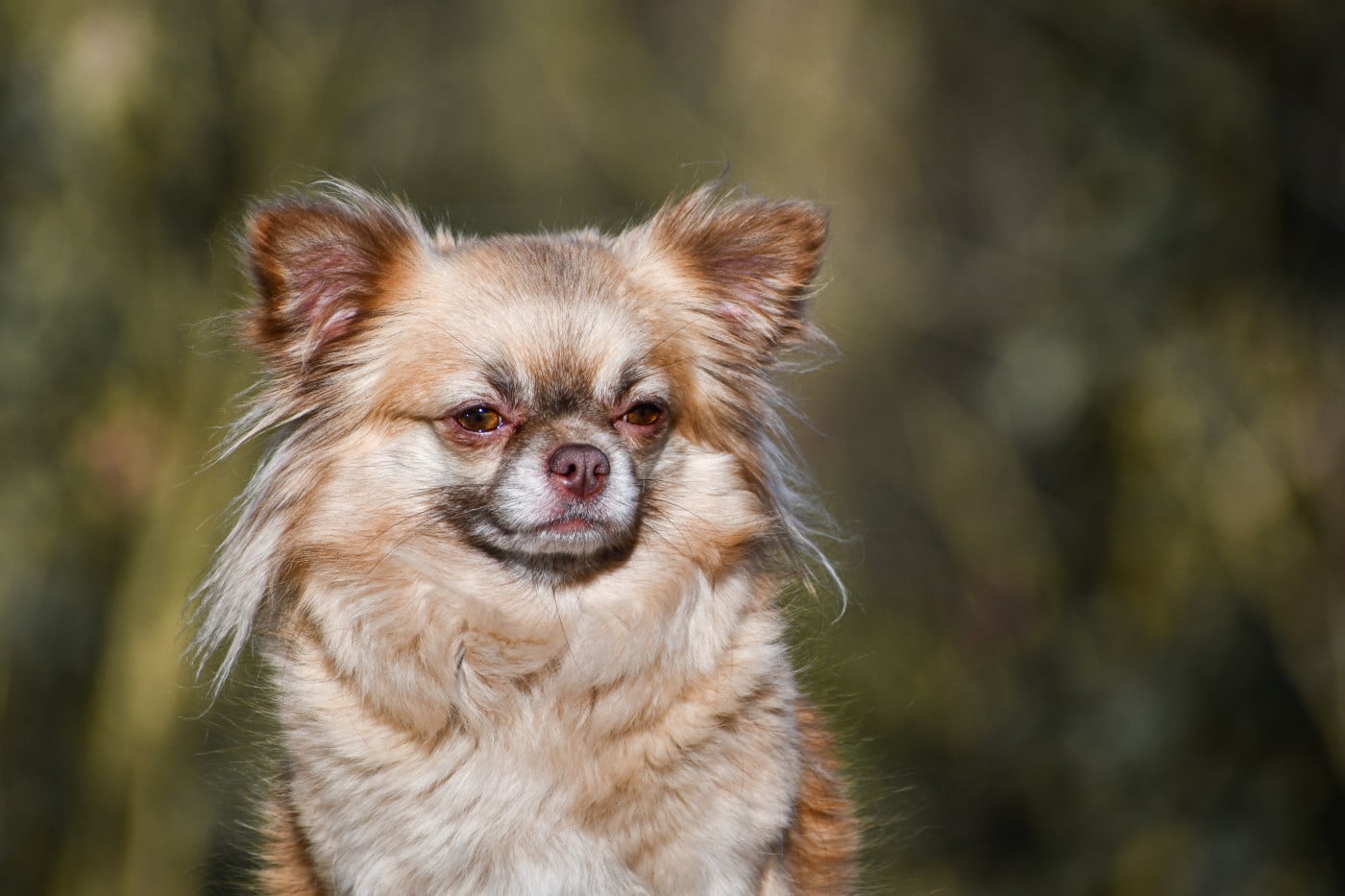 Una dolce storia Des Petites Brindilles