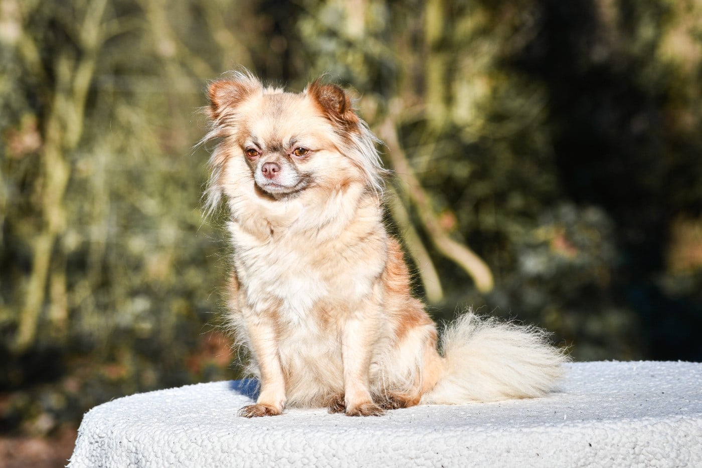 Una dolce storia Des Petites Brindilles