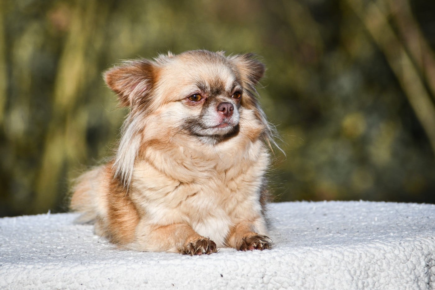 Una dolce storia Des Petites Brindilles