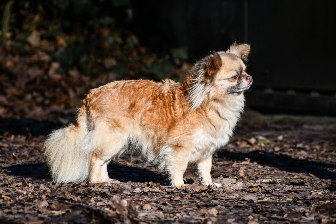 Una dolce storia Des Petites Brindilles