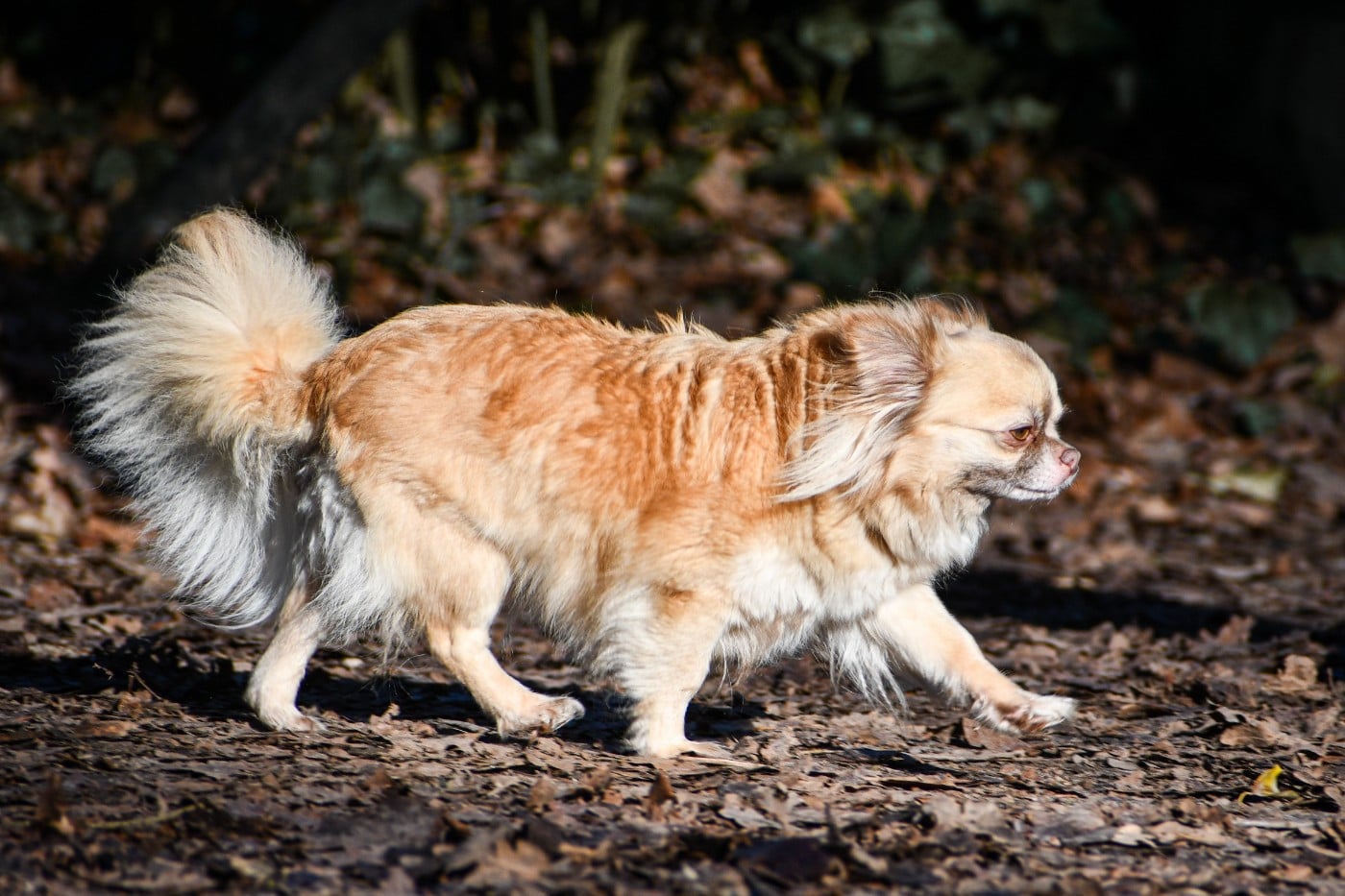 Una dolce storia Des Petites Brindilles
