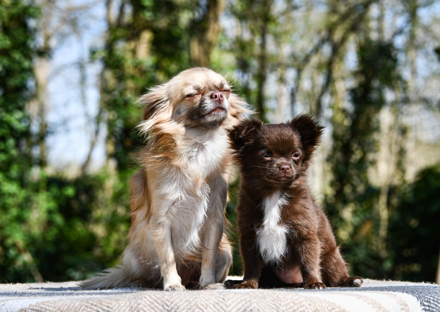 Una dolce storia Des Petites Brindilles