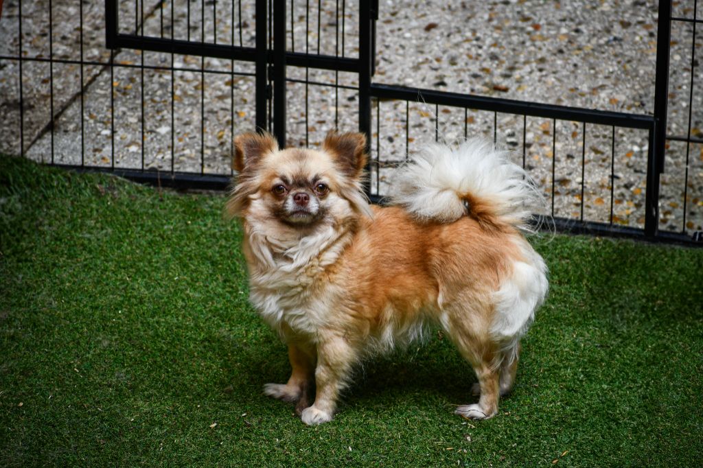 Una dolce storia Des Petites Brindilles