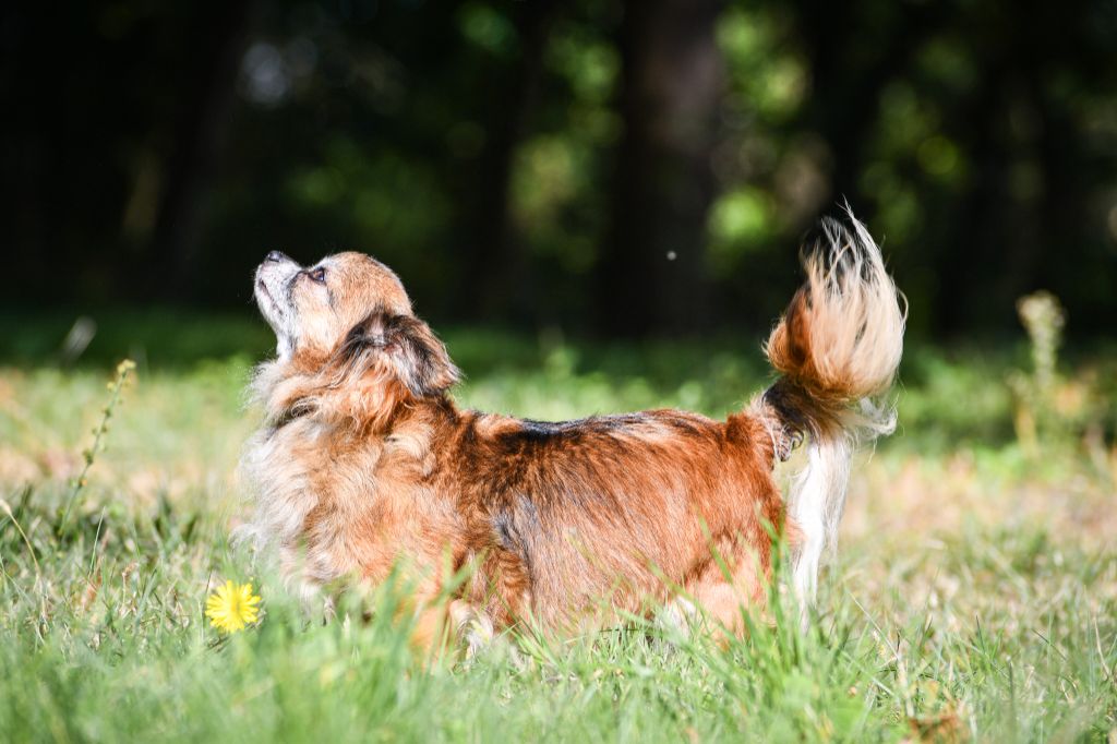 Phreya Du Clan Vemundr