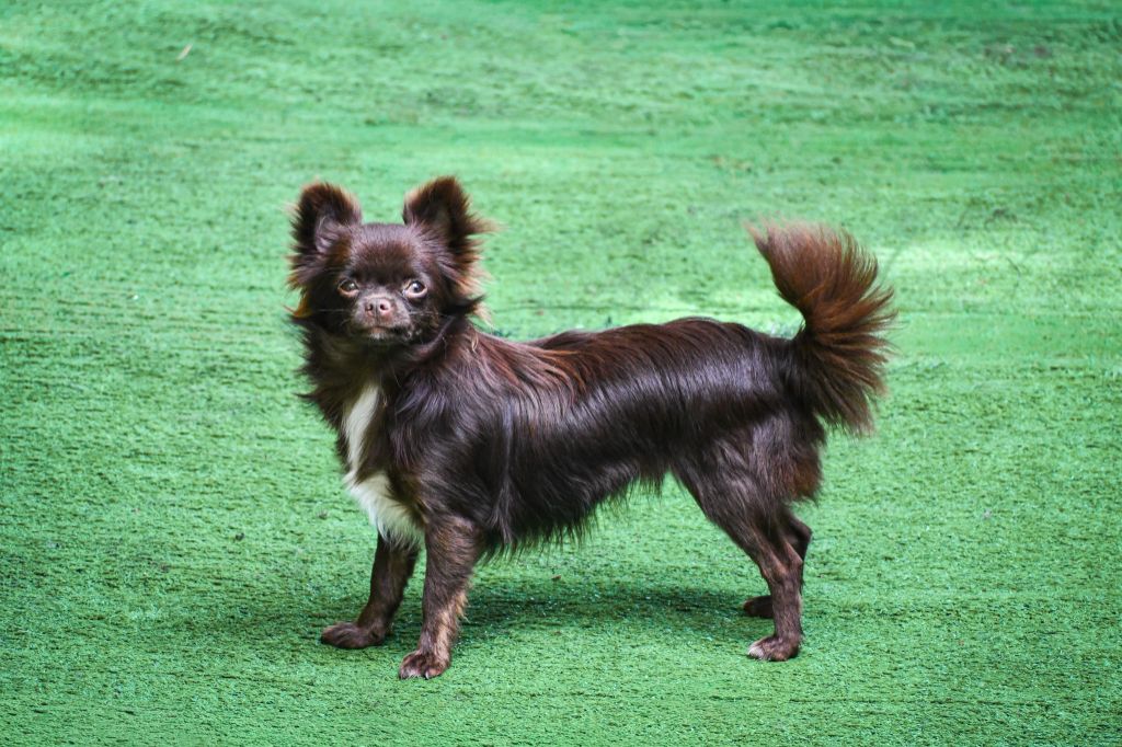 Valezïa poetica des Emeraudes de Nahusha