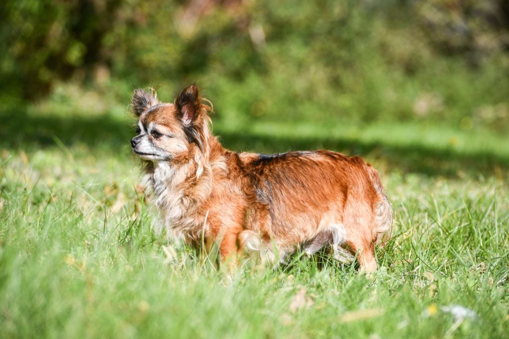 Phreya Du Clan Vemundr