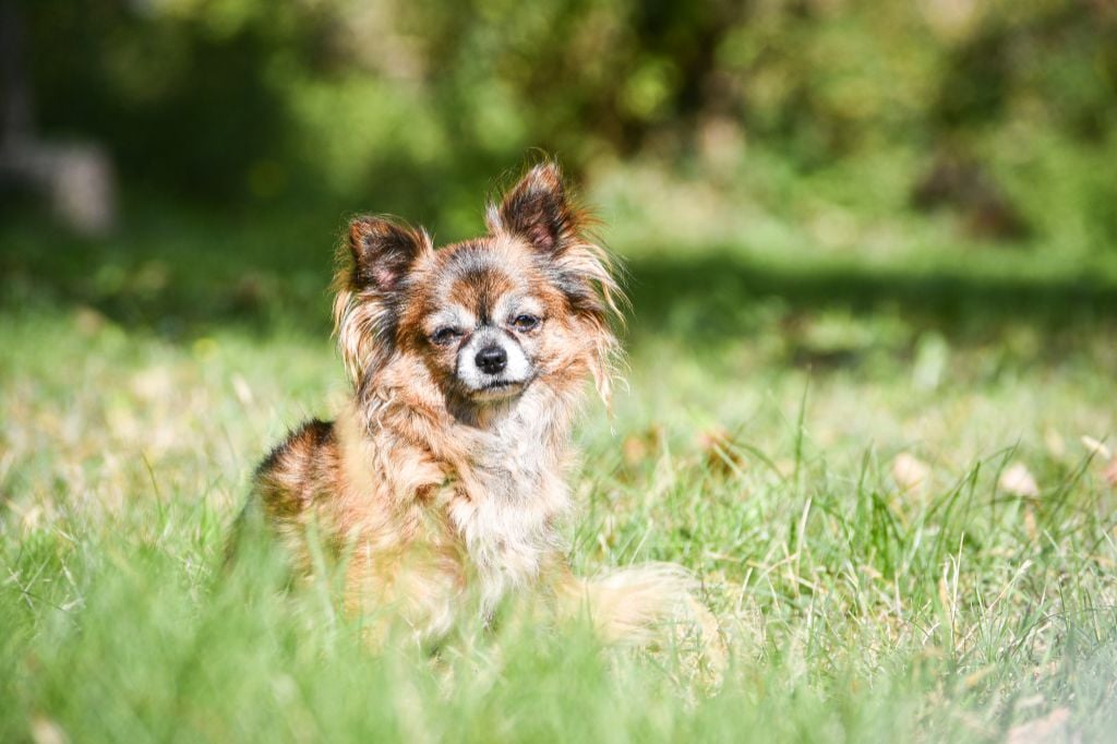 Phreya Du Clan Vemundr