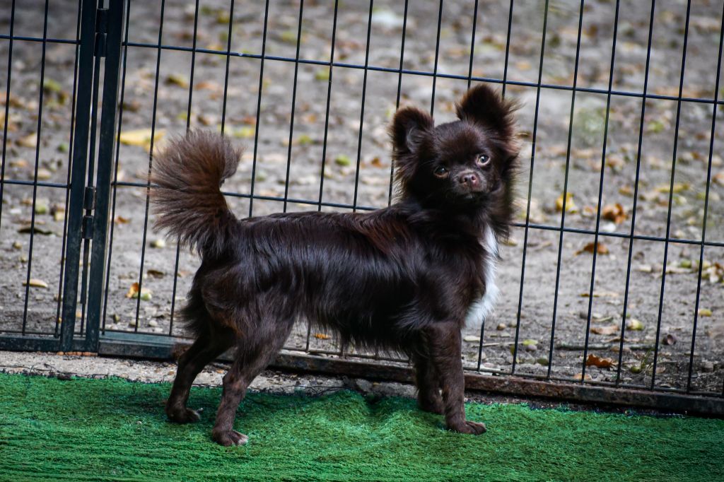 Valezïa poetica des Emeraudes de Nahusha