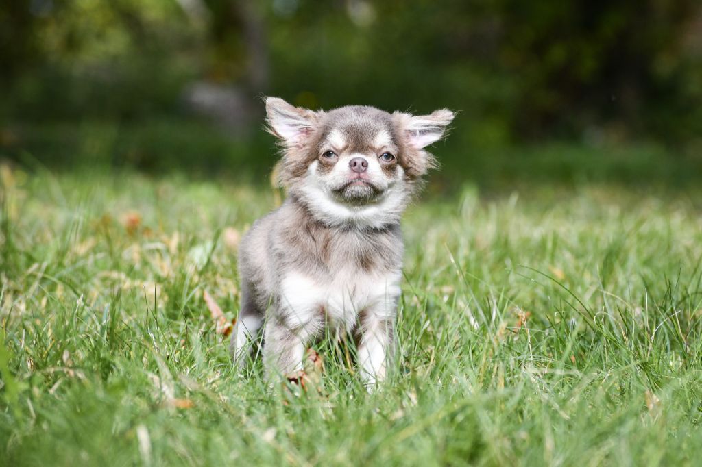 Arizonah montezuma des Emeraudes de Nahusha