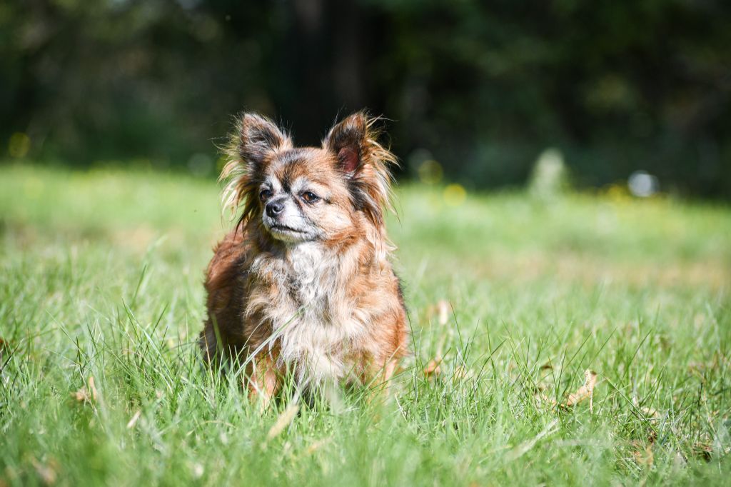 Phreya Du Clan Vemundr