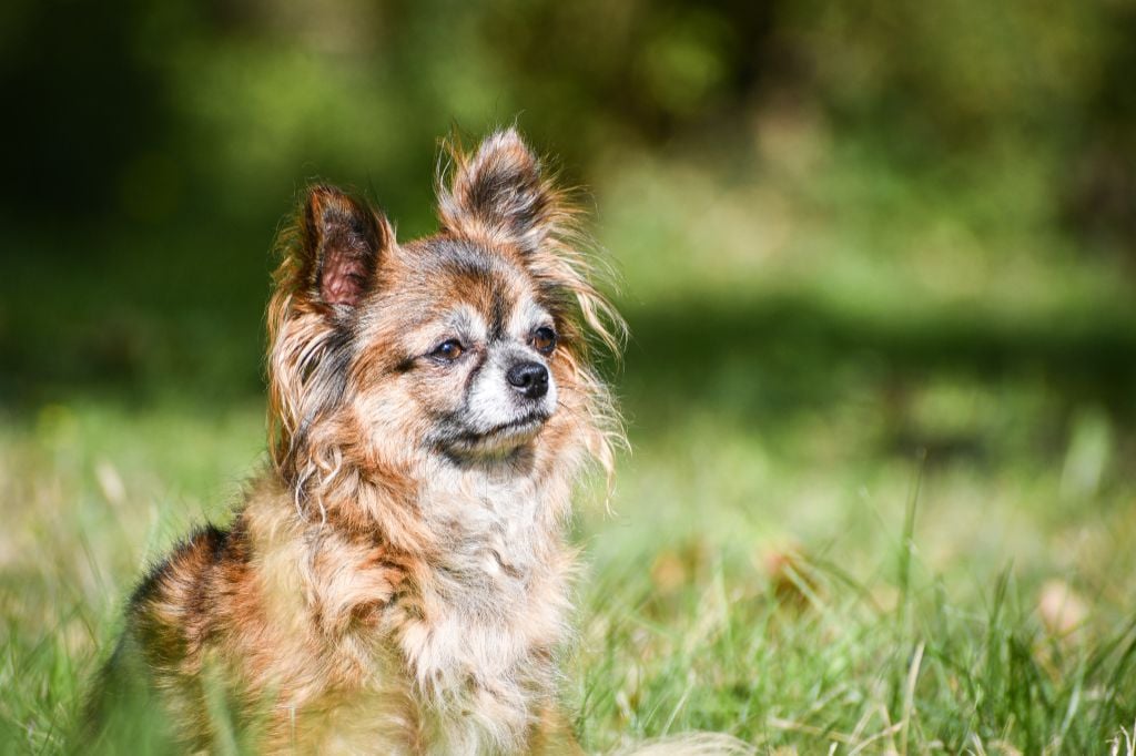 Phreya Du Clan Vemundr