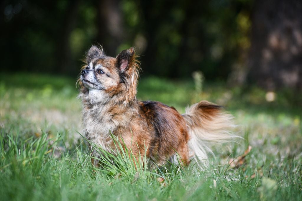 Phreya Du Clan Vemundr