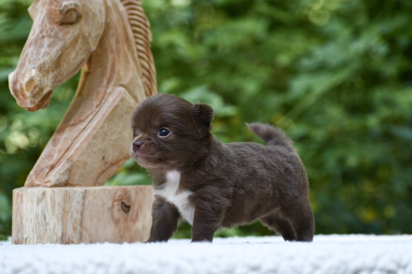 Bella Nocciola - Chihuahua