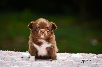 Les chiots de Chihuahua