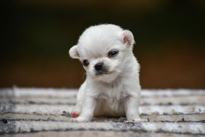 Les chiots de Chihuahua